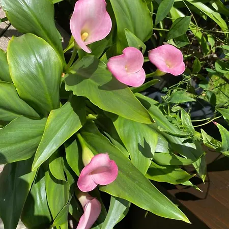 아파트 Mama Kaethe - 넨징